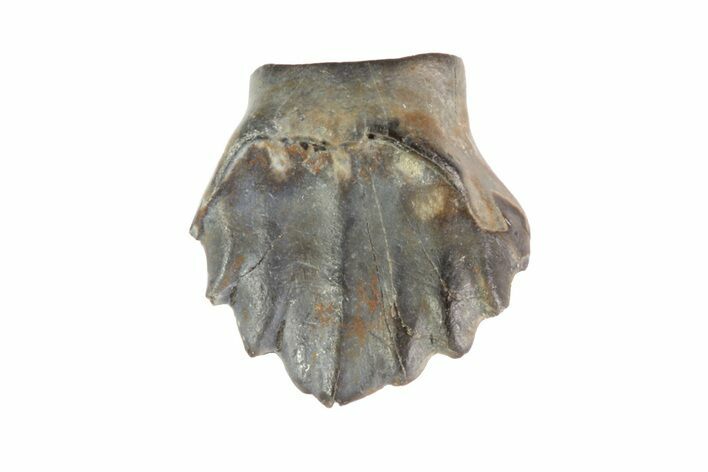 Ankylosaur Tooth - Montana #71211